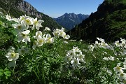 86 Anemoni narcissini anche in Val Vedra
